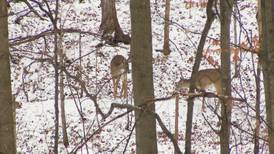Hook & Hunting: Charlevoix Launches Online Form to Report Deer Activity