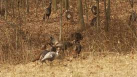 Hook & Hunting: Deadline Approaching for Spring Turkey Hunting Applications