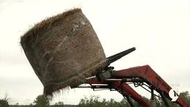 Hay shortage hits Northern Michigan; weather, fertilizer prices are to blame  