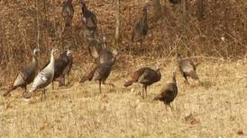 Hook & Hunting: Spring Turkey Season