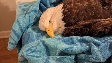 The Deer You Hunted Could Be Killing Michigan Bald Eagles