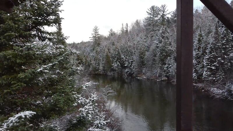 Manistee River Snowy Trees