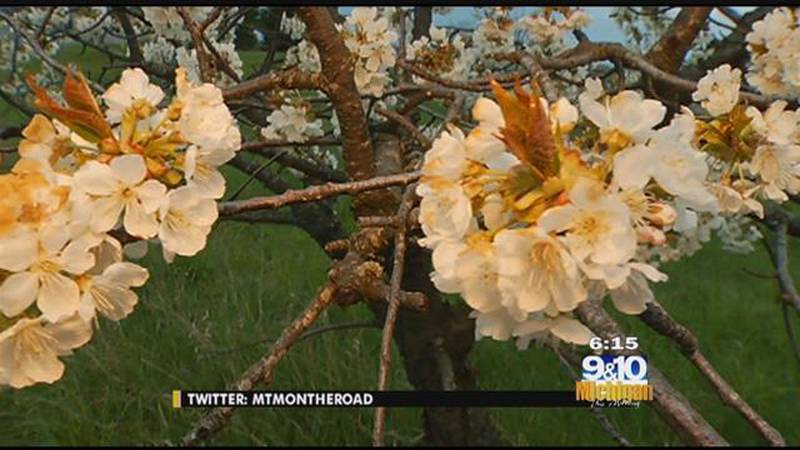 Promo Image: MTM On The Road: Old Mission Peninsula’s Blossom Day