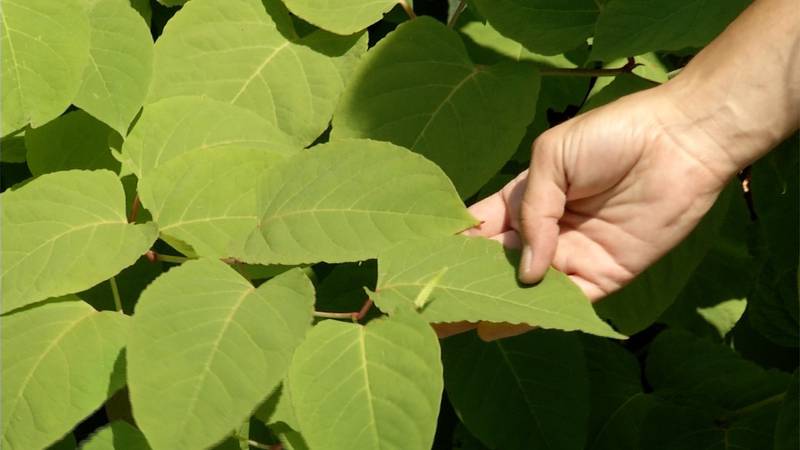 Promo Image: Growing Concern Over Invasive Knotweed In Northern Michigan