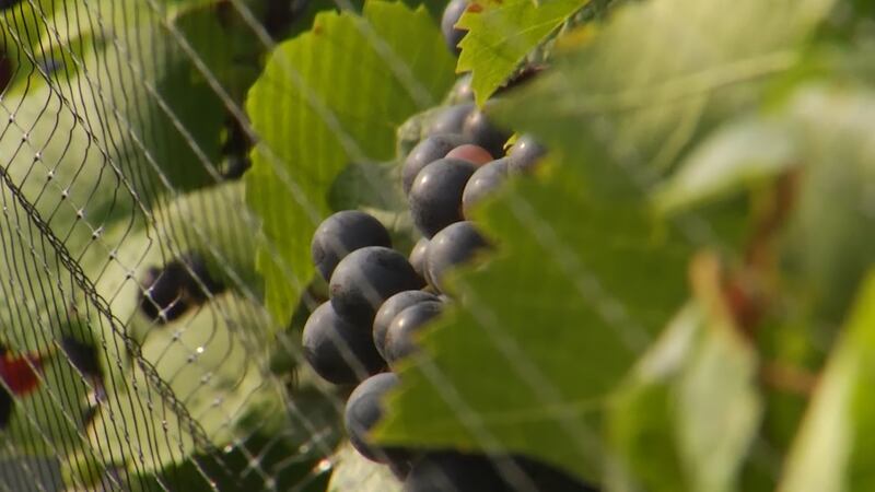 Brewvine: A Special Tour on Making Wine at Aurora Cellers