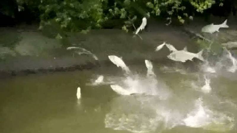Promo Image: No More Asian Carp Found in Chicago Waterway Since June Sighting