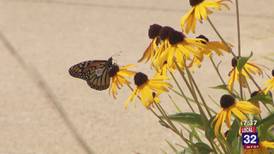 Kingsley Branch Library Holds Monarch Release Party As Butterflies Migrate to Mexico