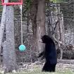 Top News: Bear Caught on Camera Playing Tetherball - and More