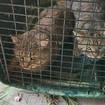 TC Paw Cat Rescue saves dozens of cats from home in Kalkaska Co.