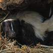 Northern Michigan in Focus: Skunks on the Move
