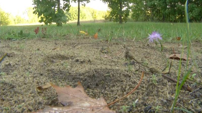 Promo Image: Grand Traverse Co. Cemetery Offers New Natural Burial Option