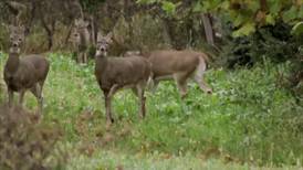 Hook & Hunting: Firearm deer season harvest outlook