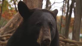 Hook & Hunting: Bear Hunting Clinics