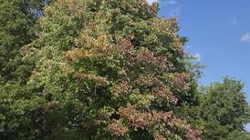 Our weather experts explain what’s behind the leaves changing color in August 
