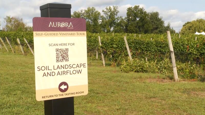 Brewvine: A Special Tour on Making Wine at Aurora Cellers