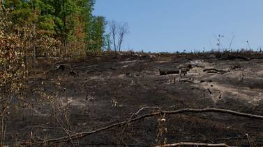 What Happens After a Fire? Here’s What the DNR Thinks About the Wilderness Trail  