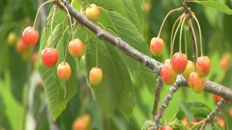 Promo Image: Thunderstorms Near Cherry Harvest A Concern For Traverse City Farmers