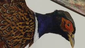 Hook & Hunting: Pheasant Season