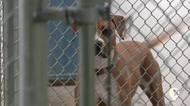 Mecosta County’s animal shelter plans to pause critical services because of Gotion construction