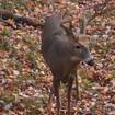 Hook and Hunting: Pure Michigan Hunt Applications Available Through December