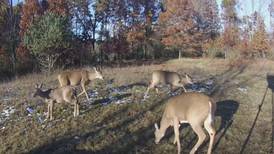 Hook & Hunting: Michigan DNR Grant Looks to Improve Deer Habitat