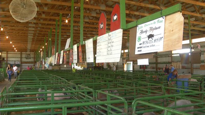 Promo Image: Gladwin County Fair Returns With Hundreds Of 4-H Entries, Animals