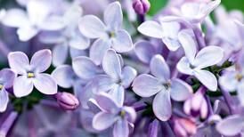 The Barryton Lilac Festival Offers Flowers, Entertainment, Races and More