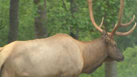 Hook & Hunting: Elk Hunters on Day 3 of Early Hunting Period