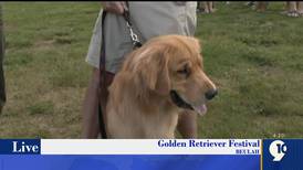 Furry fun at Beulah’s 5th Annual Second Largest Gathering of Golden Retrievers in the U.S.