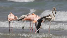 Flock of flamingos gather on a Lake Michigan beach in Wisconsin