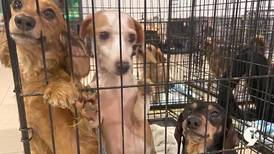 160 dogs rescued from hoarding situation in Grand Traverse County living happily ever after 2 years later
