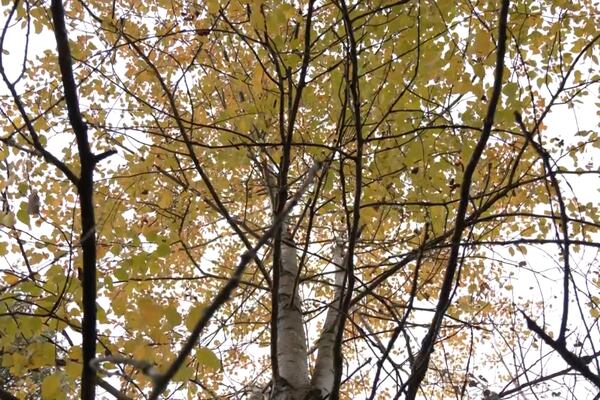 Autumn Birch Tree