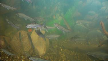 Hook and Hunting: Returning the Arctic Grayling