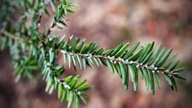 MDARD expands hemlock woolly adelgid quarantine to Benzie and Manistee Co.
