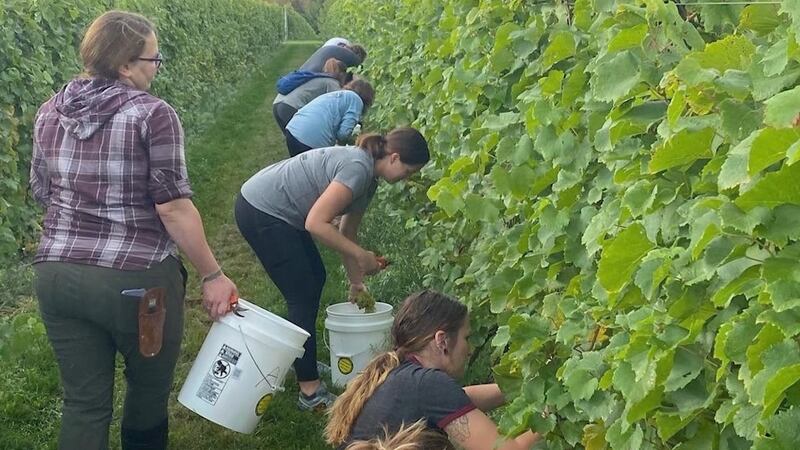 Family Picking Grapes