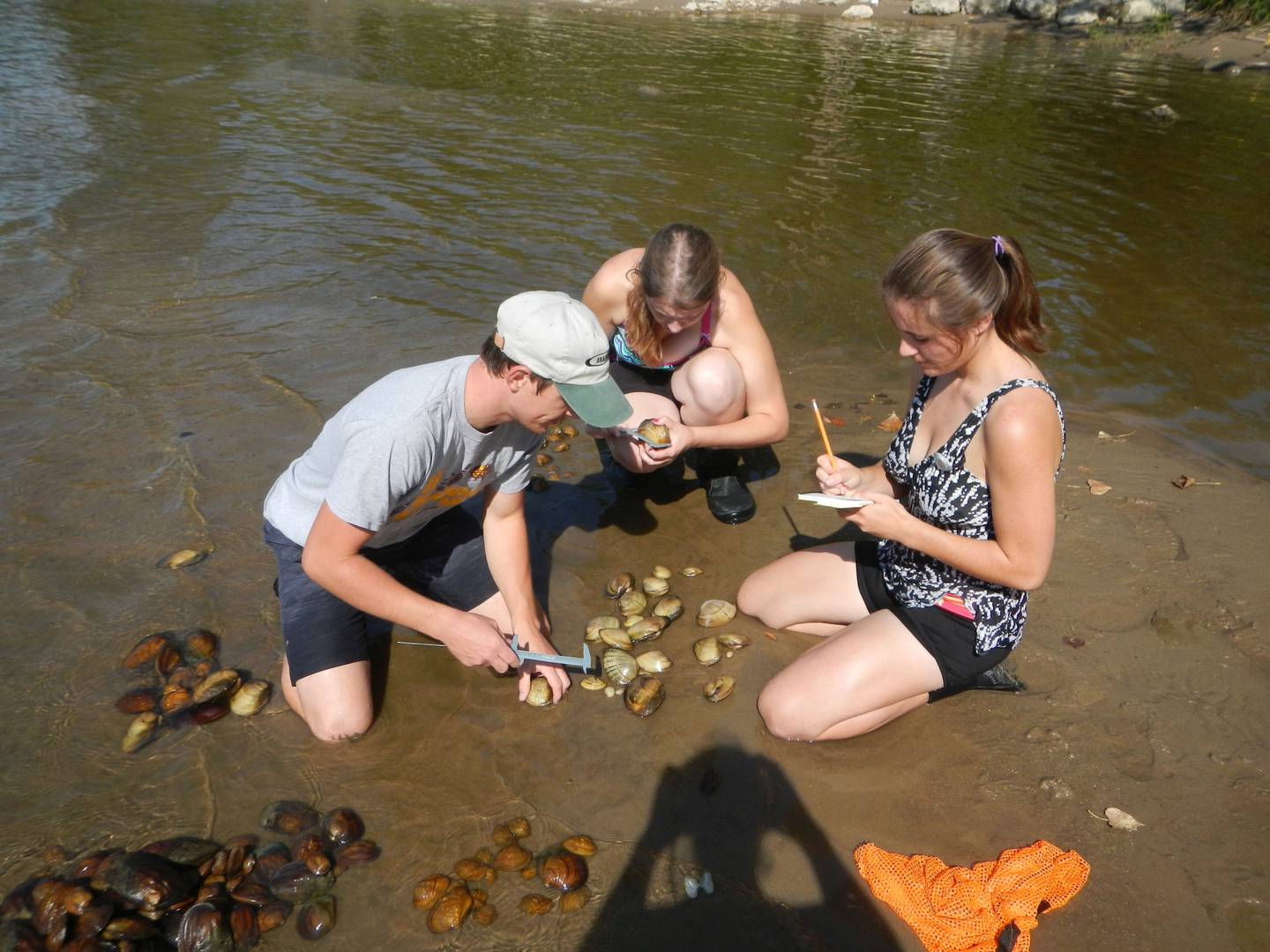 Measuring Mussels