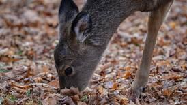 First deer to test positive for bovine tuberculosis in Benzie Co. harvested in 2023