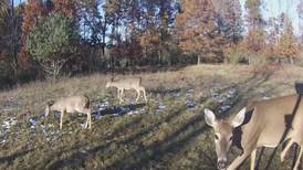 Hook and Hunting: Antlerless Deer License