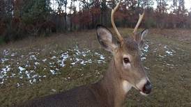 Hook & Hunting: DNR talks about what to expect for firearm deer season