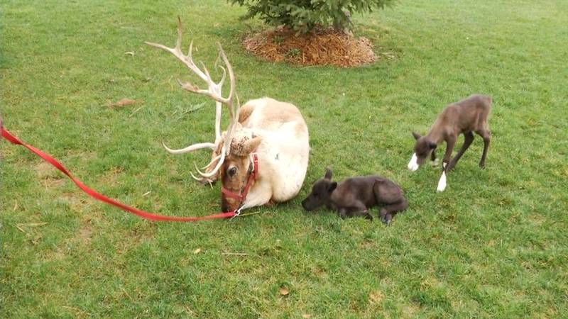 Promo Image: Northern Michigan in Focus: Reindeer Baby Boom