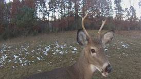 Second Round of Special CWD Deer Hunt Begins