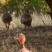 Hook & Hunting: Michigan DNR holding a drawing for fall turkey hunting licenses