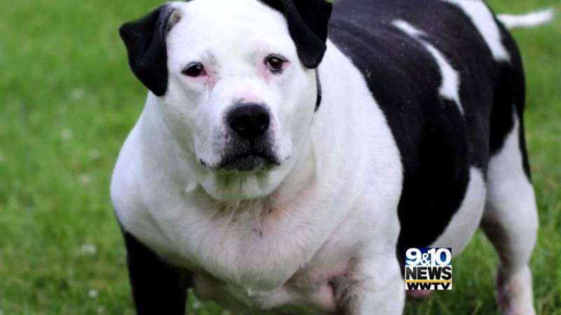 Promo Image: American Bull Dog Mix Bessey Seeks Forever Family