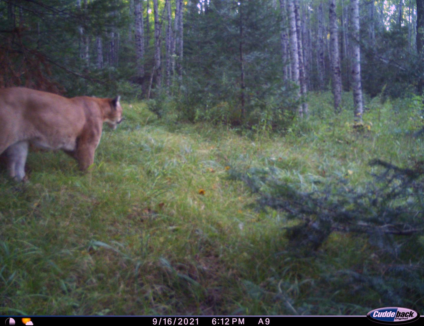 Dickinson County Cougar Picture