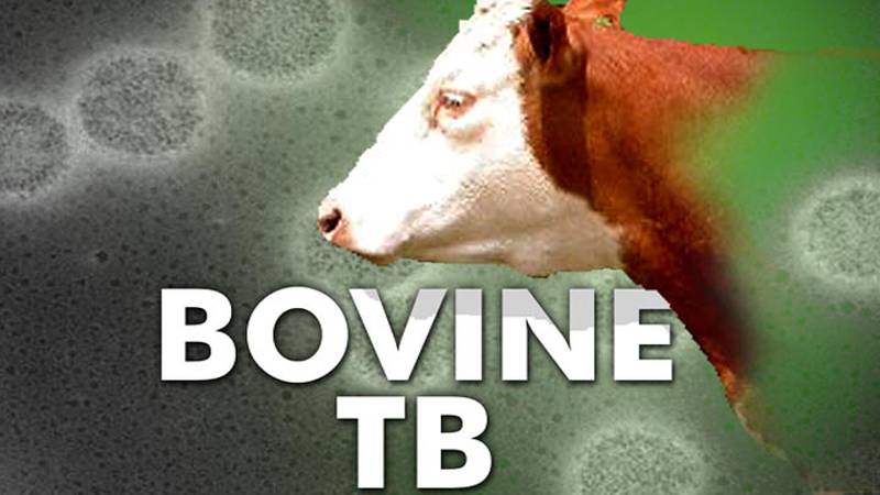 Promo Image: Bovine TB Found In Newaygo County Steer
