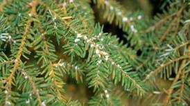DNR, MDARD Ask People to Check for an Invasive Species That Could Hurt Your Hemlock Trees