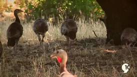 Hook & Hunting: Michigan DNR holding a drawing for fall turkey hunting licenses