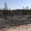 DNR Says Dew Point Moisture Helped Contain the Grayling Twp. Wilderness Trail Wildfire