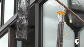 New ordinance in Manistee gets rid of bird feeders in the downtown district