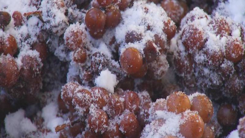 Promo Image: Arctic Conditions Help To Make A Winter Wonder &#8211; Ice Wine